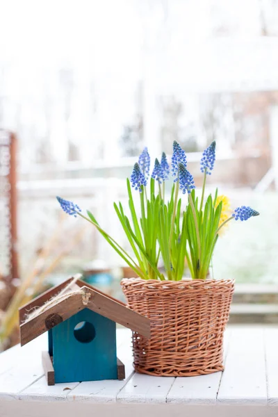 spring flowers spring bulb grape hyacinth Muscari and yellow hyacinth in handmade wickery basket and blue wooden bird feeder and pumpkin baby boo on white wooden table outdoors