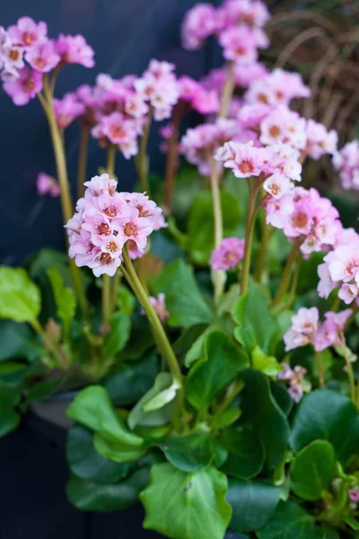 Flowering Bergenia Plant Called Baby Doll — Stock Photo, Image