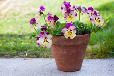 Beautiful flowering Pansy Trailing in a traditional ceramic pot