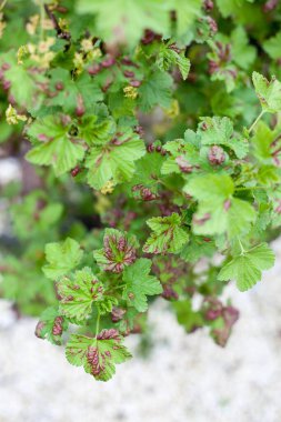 Currant yaprak biti hasarı