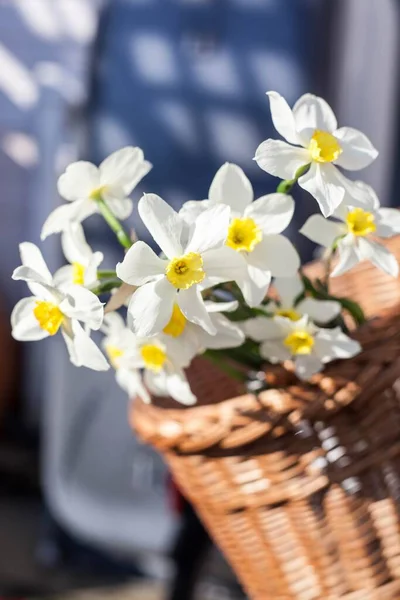 Beautiful Narcissus Geranium Pure White Petals Orange Cup Wickery Basket — Stock Photo, Image
