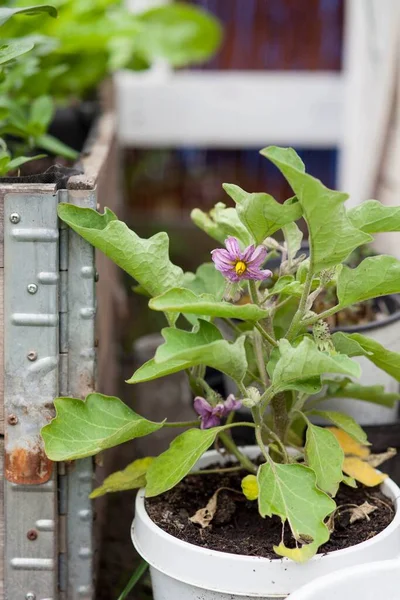 Grow Eggplant Container — Stock Photo, Image