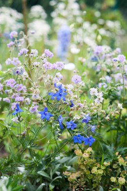 Dwarf Delphinium, Geranium pratense Cloud Nine ve Euphorbia doğal bahçe için ideal bitkiler.