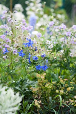 Dwarf Delphinium, Geranium pratense Cloud Nine ve Euphorbia doğal bahçe için ideal bitkiler.