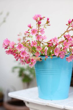 Gökkuşağı Lewisia güzel pembe çiçekli sulu bir bitkiyi mavi kaba koyar.