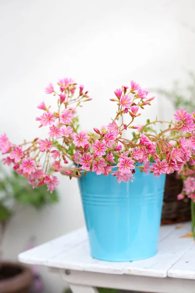 Rainbow Lewisia Plant Beautiful Pink Blooming Succulent Plant Blue Pot Royalty Free Stock Photos