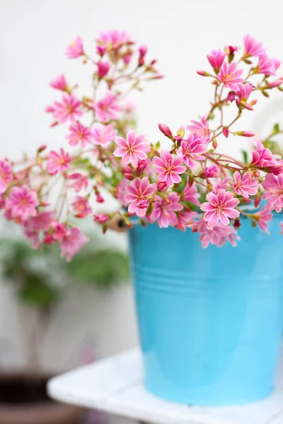 Rainbow Lewisia Plant Beautiful Pink Blooming Succulent Plant Blue Pot Stock Image
