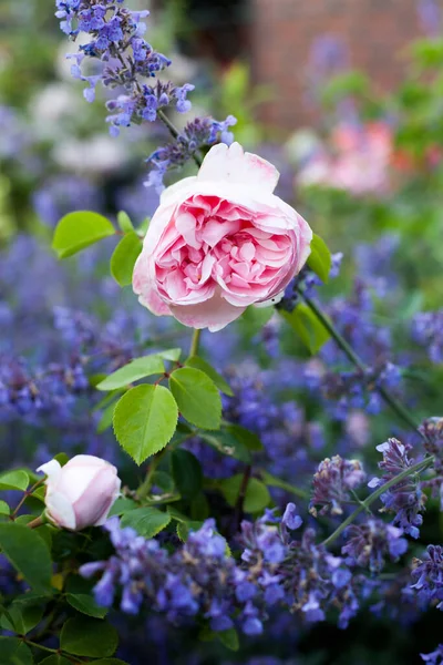 Blooming Pink Park Rose Cinderella Violet Flowers Herb Catmint Stock Image
