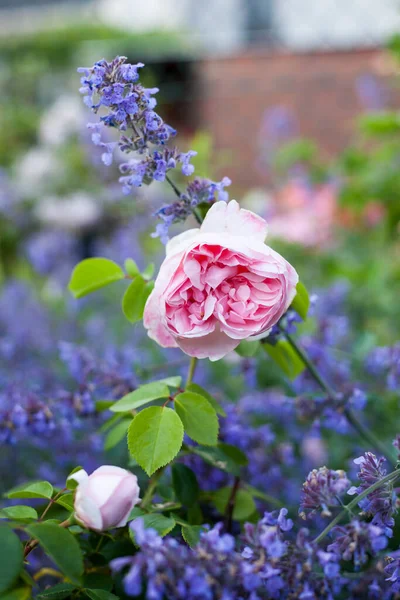 Kvetoucí Růžový Park Růže Popelka Fialové Květy Bylinkové Máty Royalty Free Stock Obrázky