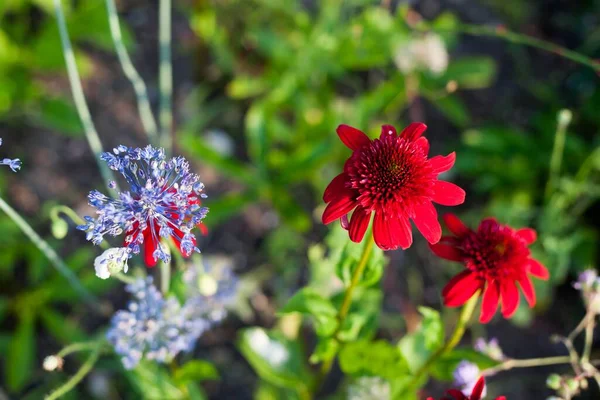 Vaste Planten Natuurlijke Tuin Rode Echinacea Blauwe Bloeiende Knoflook Stockfoto