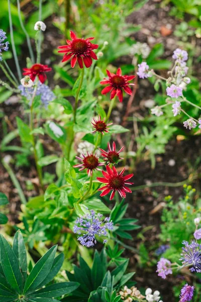 Doğal Bahçedeki Uzun Ömürlü Kırmızı Ekinezya Mavi Çiçekli Sarımsak Stok Fotoğraf