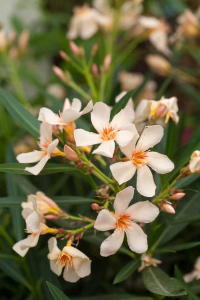 Blooming Peach Flowers Oleander Angiolo Pucci Stock Image