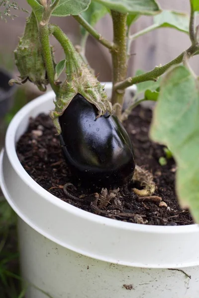 Harvest Fresh Eggplant Pot Garden Stock Photo