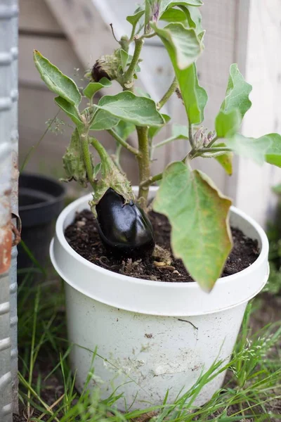 Harvest Fresh Eggplant Pot Garden Royalty Free Stock Images