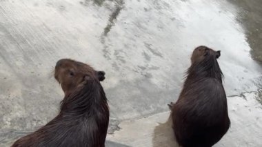 Şirin Bebek Capybaras Yağmurda Eğleniyor