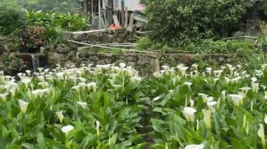 Taipei, Tayvan 'daki güzel Calla Lily Field, Yangming Bambu Gölü, 11 Nisan 2024