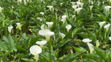 Taipei, Tayvan 'daki güzel Calla Lily Field, Yangming Bambu Gölü, 11 Nisan 2024