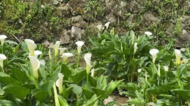 Taipei, Tayvan 'daki güzel Calla Lily Field, Yangming Bambu Gölü, 11 Nisan 2024