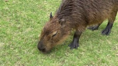Tatlı Bebek Capybara Bir Tarlada Çim Yiyen