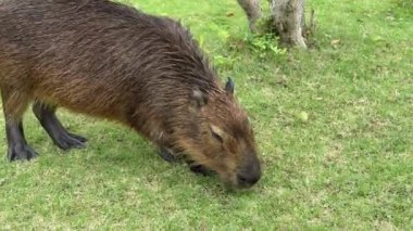 Tatlı Bebek Capybara Bir Tarlada Çim Yiyen