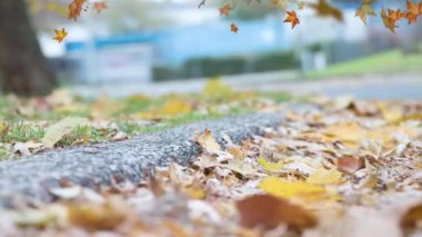 Yere düşen yapraklar.