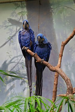 İki mavi papağan bir dala oturup objektife bakar..