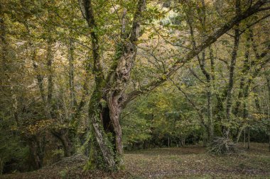 Sonbahar ormanlarında eski kestane ağacı (Castanea Sativa) 