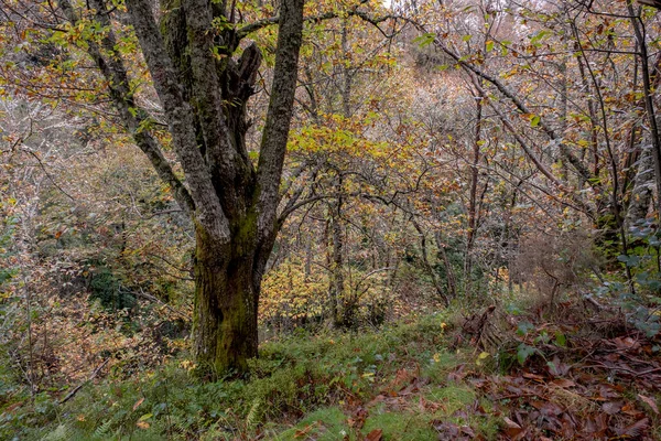 Каштановая Роща Осеннего Цвета — стоковое фото