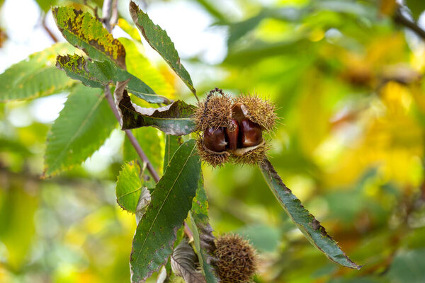 Sweet chestnut tree (Castanea Sativa)bur with fruits, sharp spiny cupules seed capsules