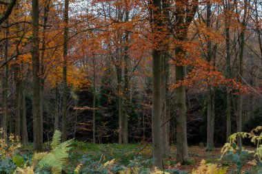 Kayın ağaçları (Fagus sylvatica) sonbahar ormanı