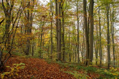 Kayın ağaçları (Fagus sylvatica) sonbahar ormanı