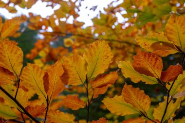 Kayın ağaçları (Fagus sylvatica) sonbahar yaprakları