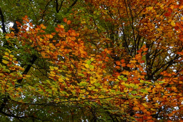 Herbstliches Laub Der Buchen Fagus Sylvatica — Stockfoto