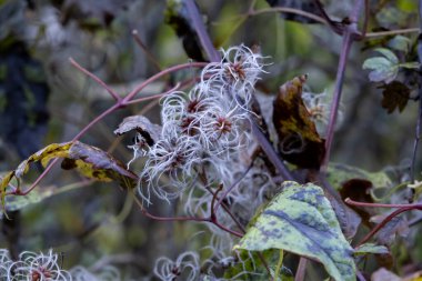 Old man's beard (Clematis vitalba) fruits with silky appendages