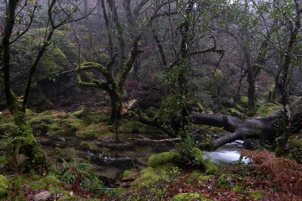 Bosque Musgoso Mixto Parque Nacional Peneda Geres Portugal — Foto de Stock