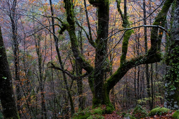 Quercus Robur Chêne Européen Arbre Centenaire Mousse Dans Forêt Automnale — Photo