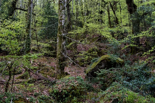 Διαφορετικές Αποχρώσεις Του Πράσινου Στο Δάσος Της Άνοιξης — Φωτογραφία Αρχείου