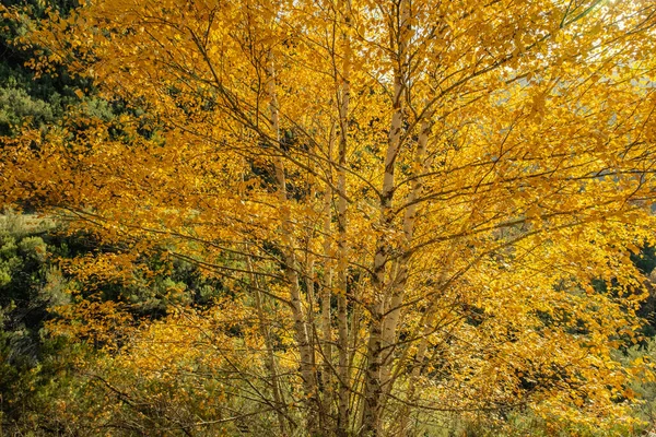 European White Birch Betula Pubescens Autumnal Golden Foliage — 图库照片