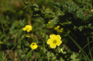 Sourgrass (Oxalis pes-caprae) sarı çiçekler açıyor