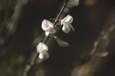 Cytisus multiflorus bembeyaz bezelye gibi çiçekler