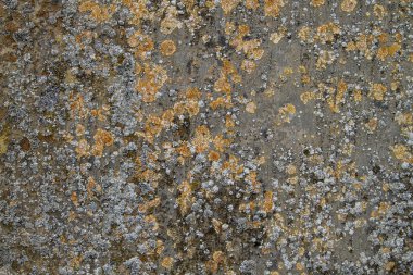 Old concrete wall covered by orange, white and grey lichens 