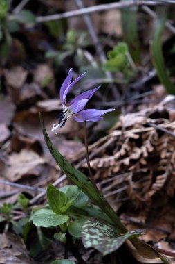 Köpek dişi menekşesi (Erythronium den-canis) bahar çiçeği ve kahverengi benekli yapraklar 