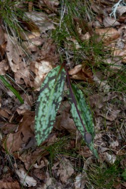 Dogtooth violet (Erythronium dens-canis) spotted leaves