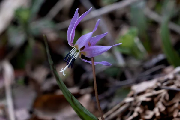 Dogtooth Violet Erythronium Dens Canis Springtime Flower Brown Spotted Leaves — Stock Photo, Image