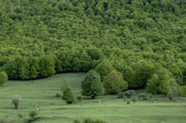 Green leafy beech forest (Fagus sylvatica) in spring