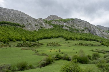 Green pastures with horses grazing in the mountains of Leon, Spain, 
