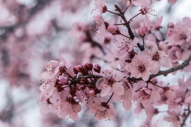 Kirazlı erik (Prunus cerasifera) pembe çiçekler açıyor