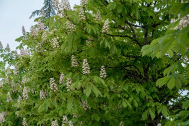 Horsechestnut tree (Aesculus hippocastanum) in bloom