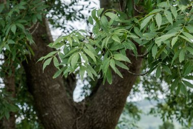 Narrow-leaved ash (Fraxinus angustifolia) green foliage 