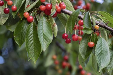 Kiraz ağacında taze ve tatlı kirazlar olgunlaşır (Prunus avium), seçici odak